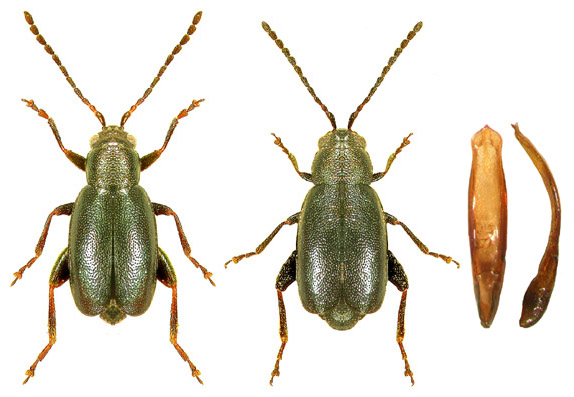 Phyllotreta hebraea